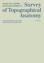 Survey of Topographical Anatomy